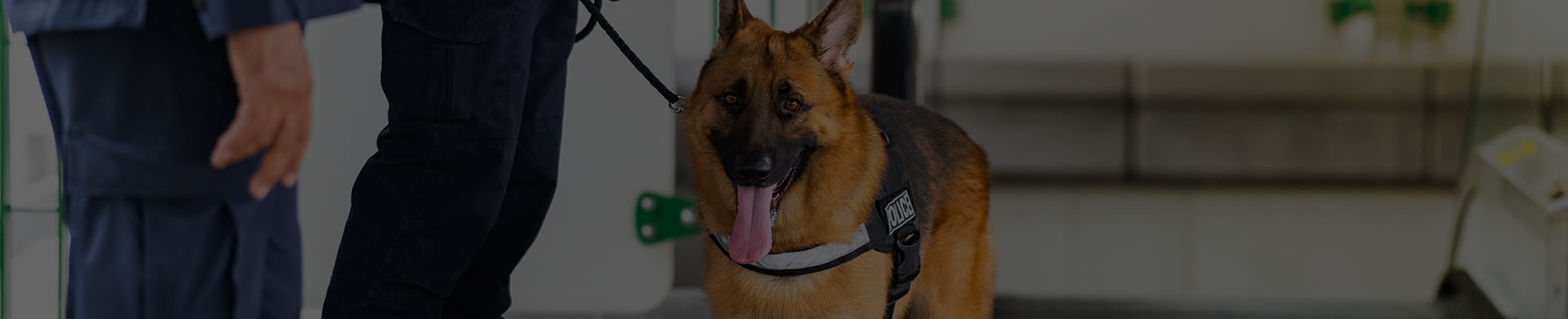 Canine Security Solutions