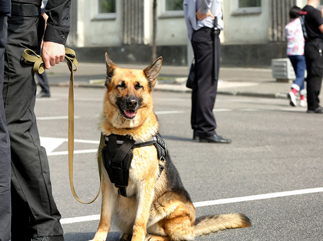 Security Guards