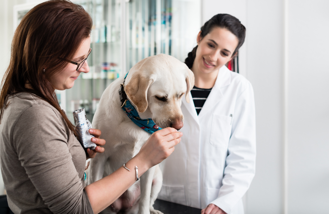 Diploma In Veterinary Physiology & Psychotherapy